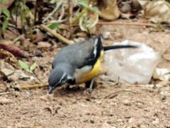 Motacilla flaviventris