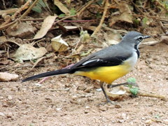 Motacilla flaviventris