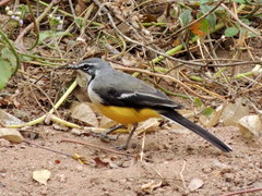 Motacilla flaviventris