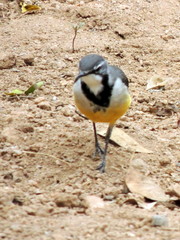 Motacilla flaviventris