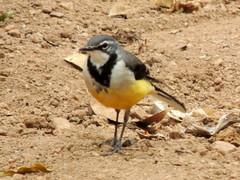 Motacilla flaviventris