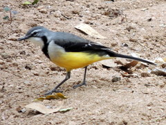 Motacilla flaviventris