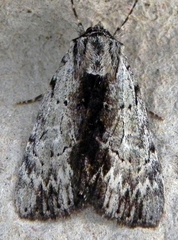 Catocala andromedae