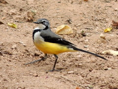 Motacilla flaviventris
