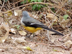 Motacilla flaviventris