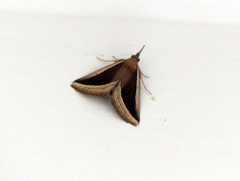 Hypena conscitalis