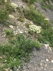 Laserpitium gallicum