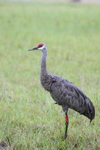 Sandhill Crane photographed in Mississippi