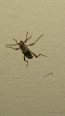 Xylotrechus smei