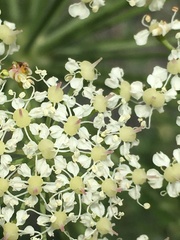 Laserpitium gallicum