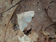 Zanclognatha laevigata