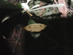 Hypopyra vespertilio