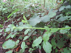 Rubus wirralensis