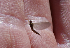 Ephemerella subvaria