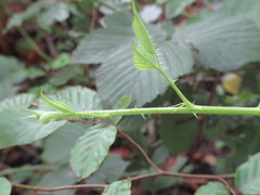 Rubus wirralensis
