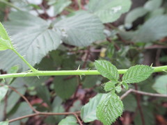 Rubus wirralensis
