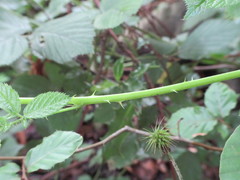 Rubus wirralensis
