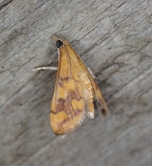 Pyrausta phoenicealis