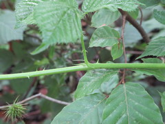Rubus wirralensis