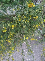 Medicago falcata