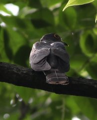 Hierococcyx nisicolor