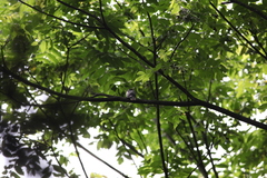 Hierococcyx nisicolor