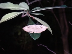 Hypopyra vespertilio