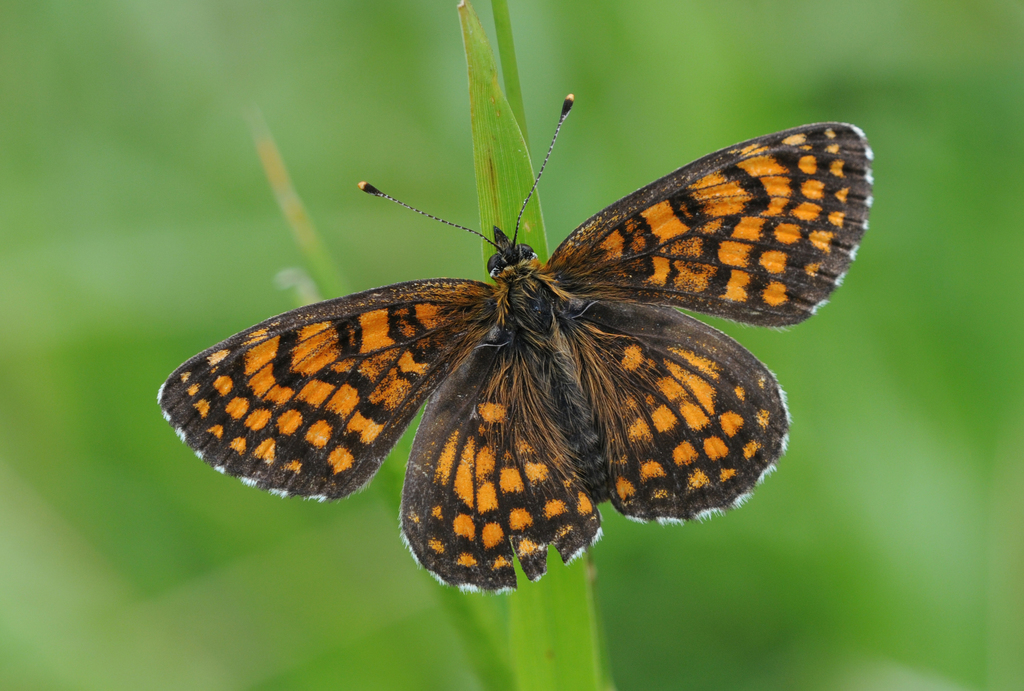 Melitaea britomartis