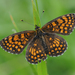 Assmann's Fritillary - Photo (c) Zeynel Cebeci, some rights reserved (CC BY-SA)
