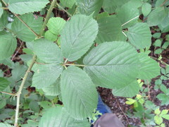 Rubus wirralensis