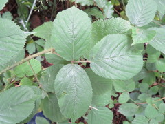 Rubus wirralensis
