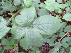 Rubus wirralensis