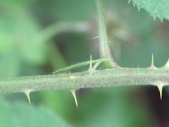 Rubus wirralensis