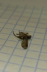 Diptera