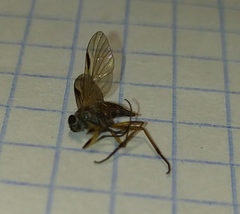 Diptera