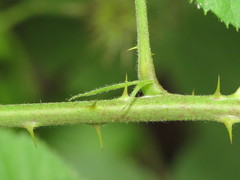Rubus wirralensis