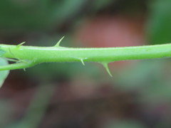 Rubus wirralensis