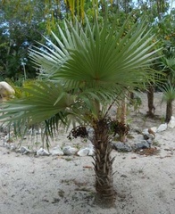 Coccothrinax