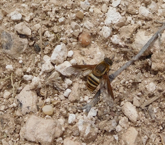 Exoprosopa brevirostris