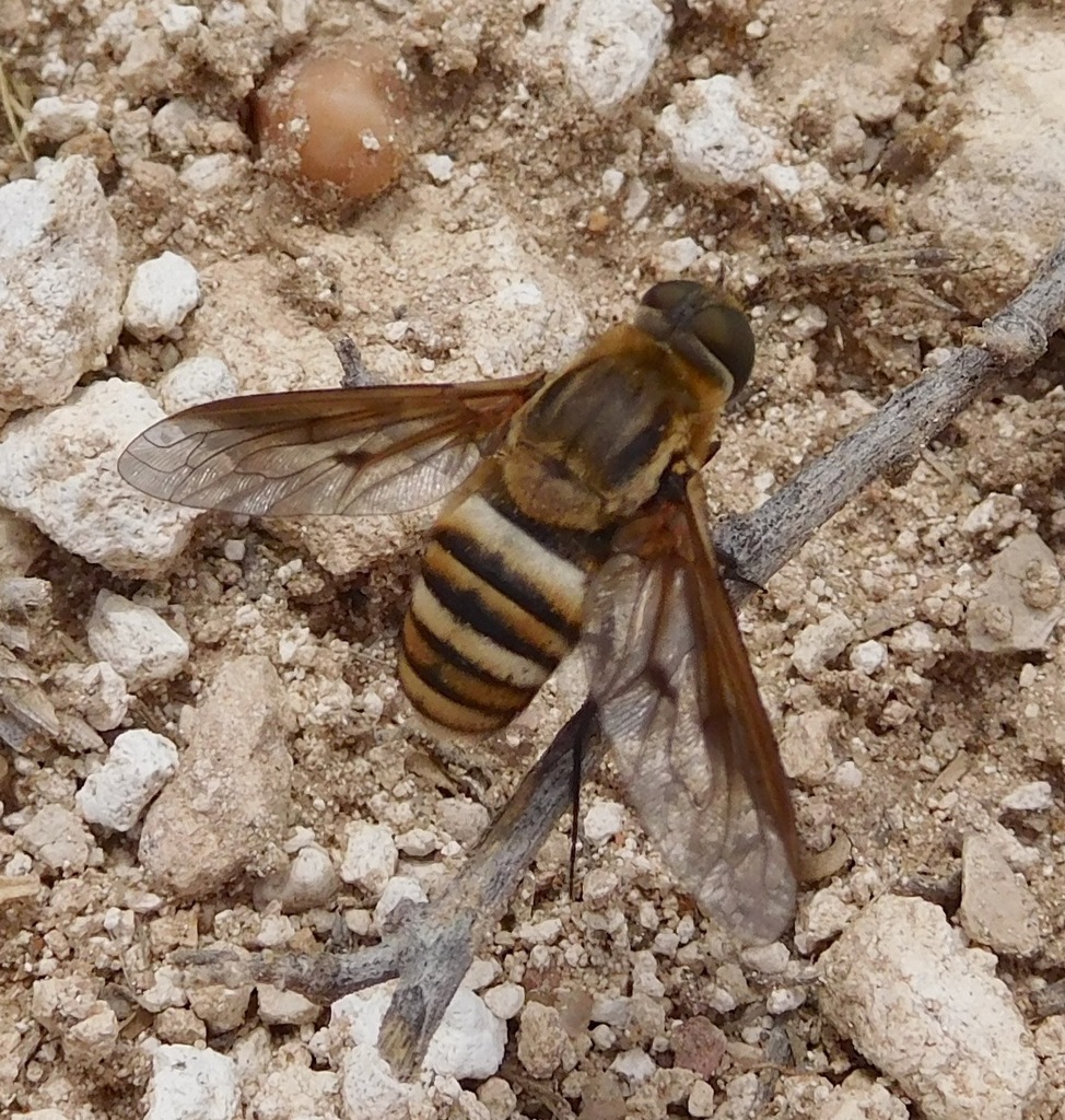 Exoprosopa brevirostris