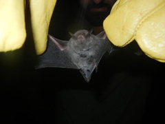 Myotis chiloensis