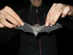 Myotis chiloensis