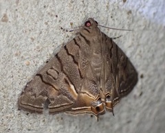 Eulepidotis merricki