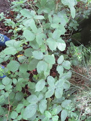 Rubus wirralensis