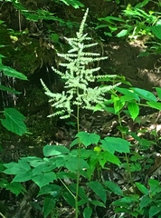 Astilbe biternata