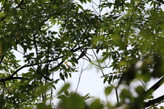 Cuculus poliocephalus