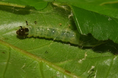 Haritalodes derogata