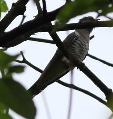 Cuculus poliocephalus