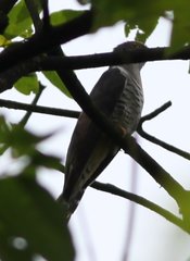 Cuculus poliocephalus