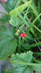 Rubus saxatilis